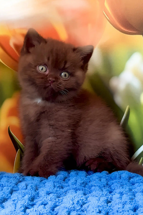 Philip | british shorthair kitten