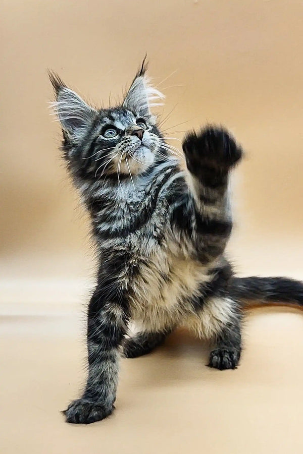 Playful Maine Coon kitten with raised paw and curious expression ready for fun