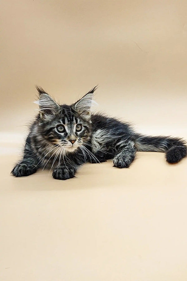 Adorable Maine Coon kitten with ear tufts and fluffy coat lying on its side