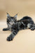 Adorable Maine Coon kitten named Philip with fluffy silver-black coat and ear tufts