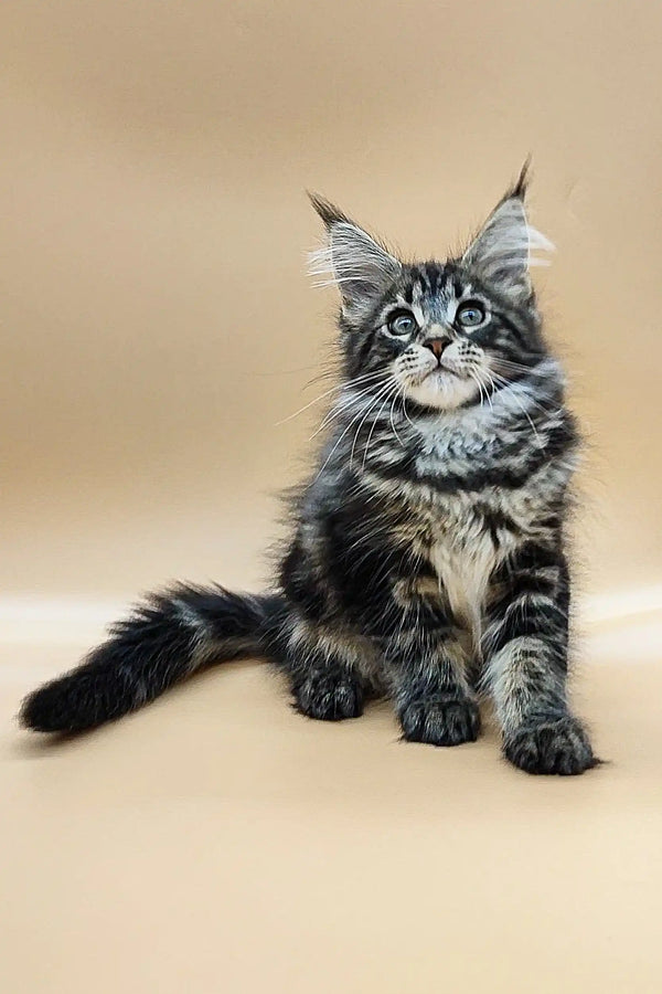 Adorable Maine Coon kitten named Philip with fluffy silver-gray fur and bright blue eyes