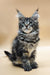 Maine Coon kitten Philip with striking blue eyes and tufted ears, super adorable!