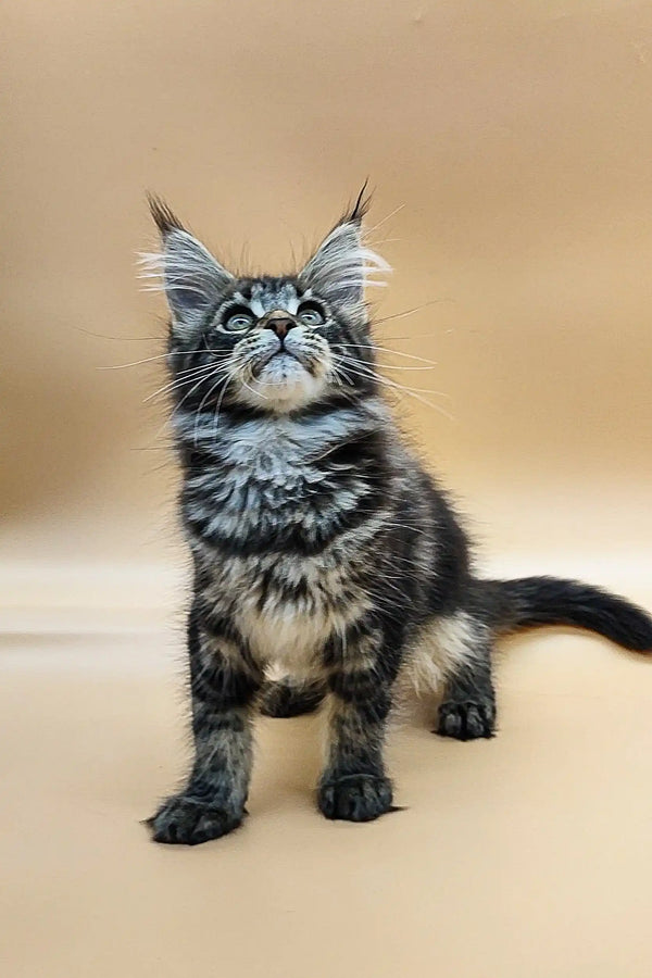 Tabby Maine Coon kitten with ear tufts and an alert look ready for fun