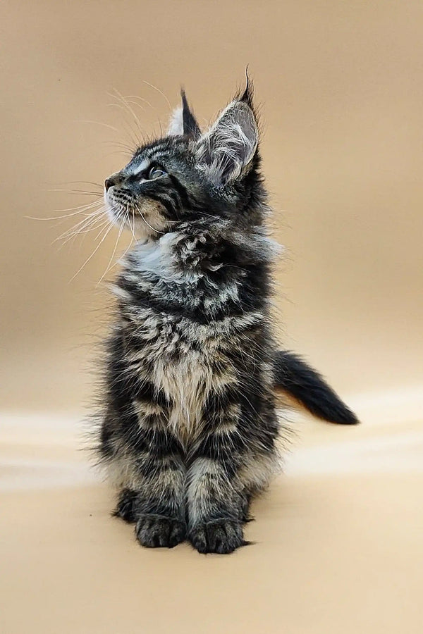 Fluffy Maine Coon kitten sitting upright with an alert look, super cute and playful