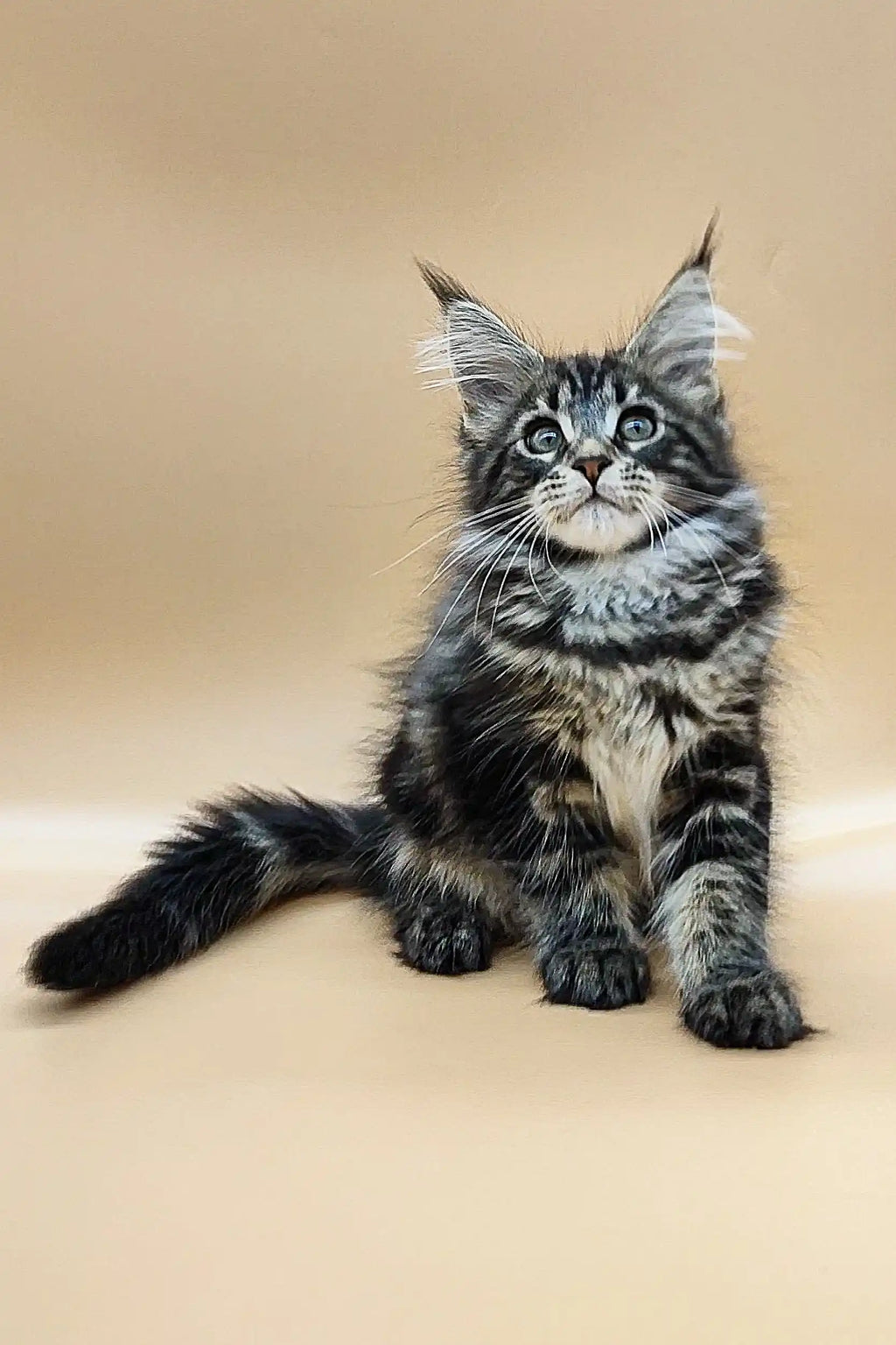 Maine Coon Kittens for Sale Philip | Kitten