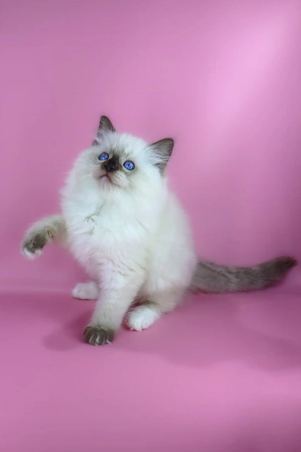 Philip | ragdoll kitten