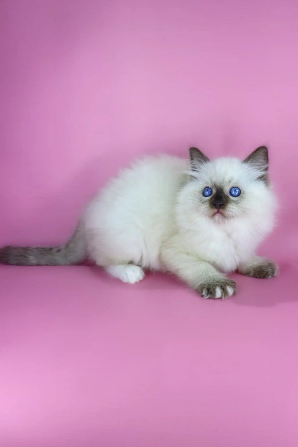 Philip | ragdoll kitten