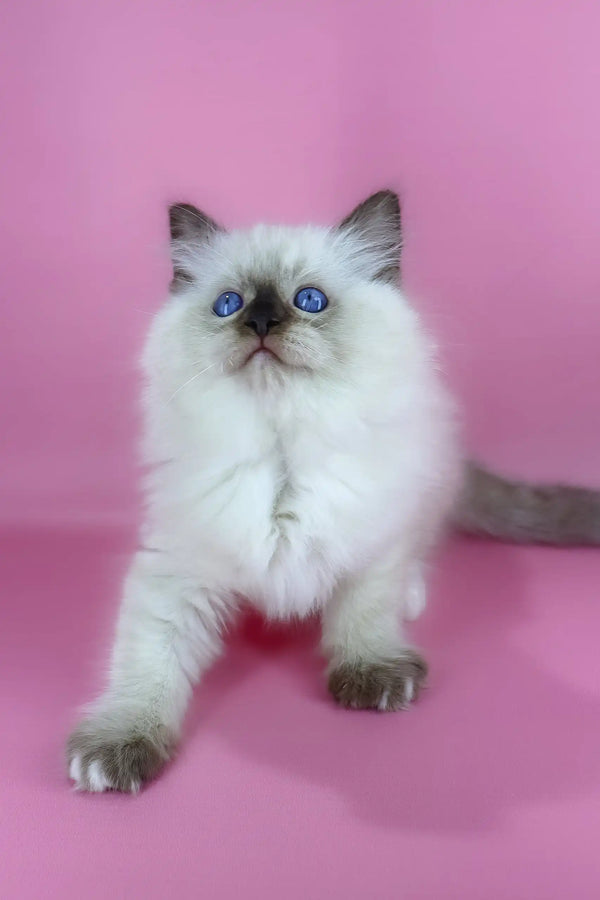 Philip | ragdoll kitten