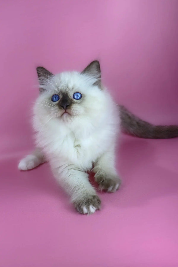 Philip | ragdoll kitten