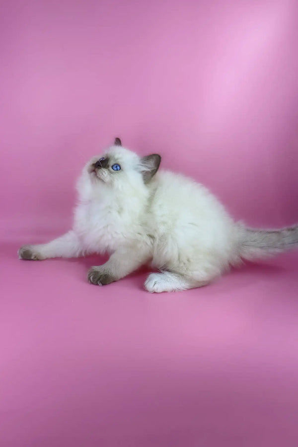 Philip | ragdoll kitten