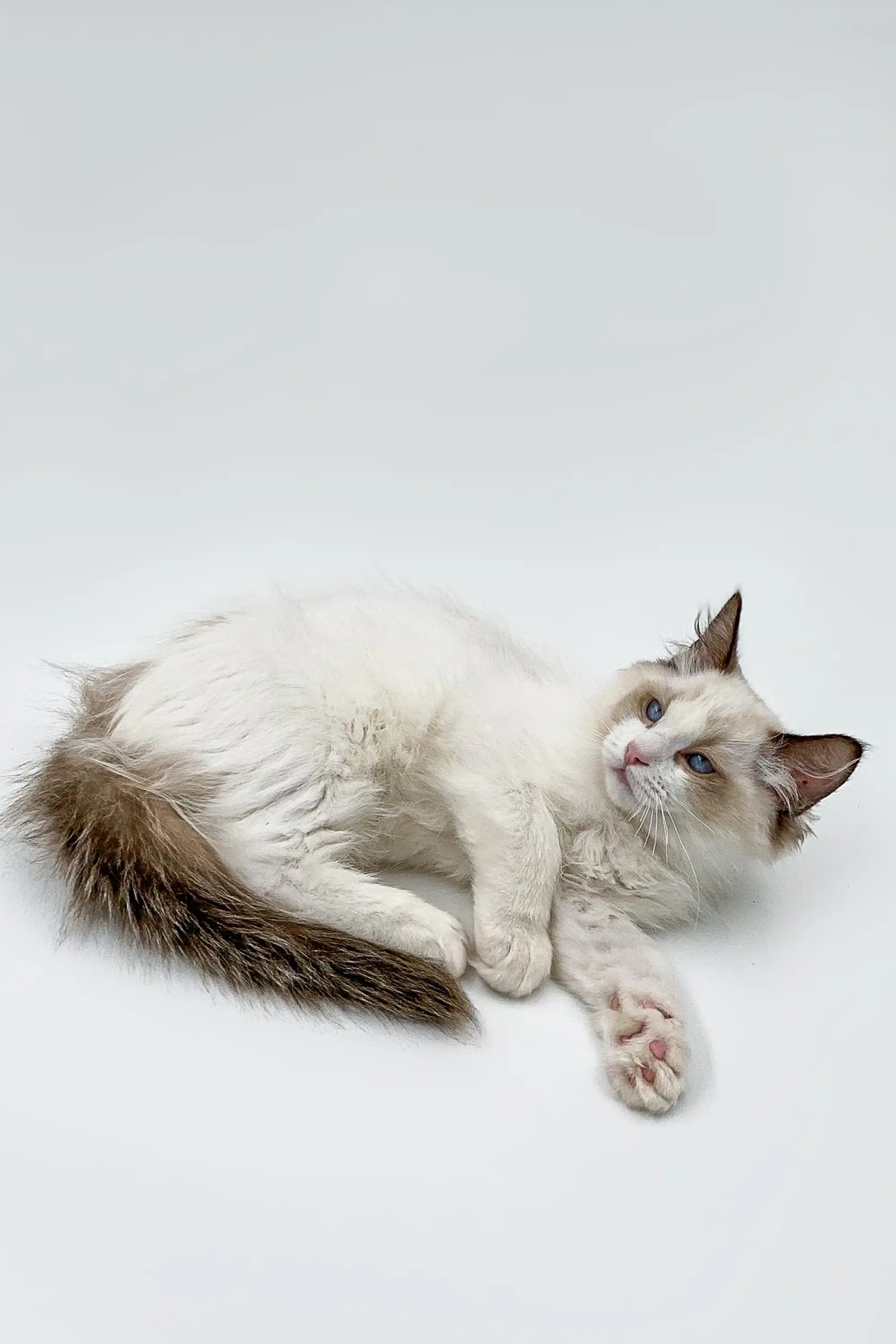 Ragdoll Kittens & Cats For Sale Phobos | Kitten
