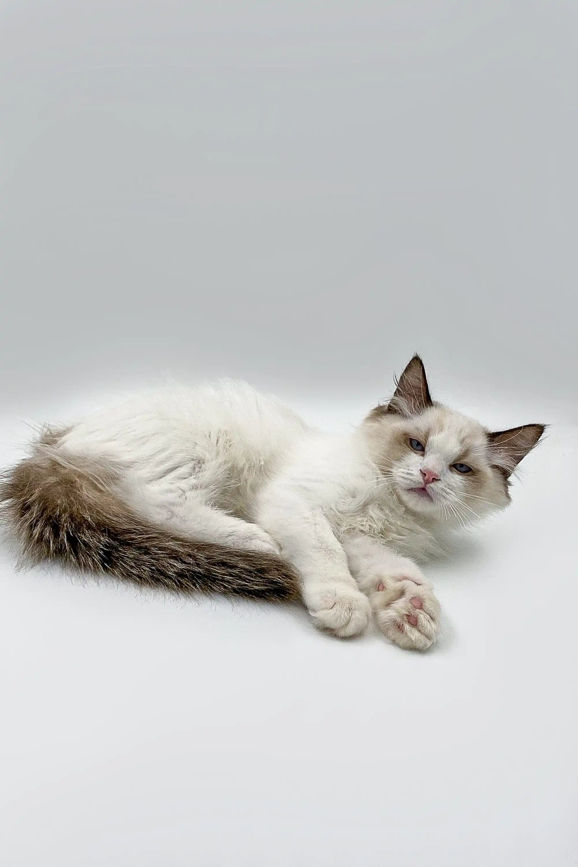 Ragdoll Kittens & Cats For Sale Phobos | Kitten