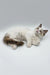 Fluffy white male Ragdoll kitten with brown points lounging cutely on his side