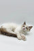 Fluffy male Ragdoll kitten Phobos lounging cutely with a relaxed vibe