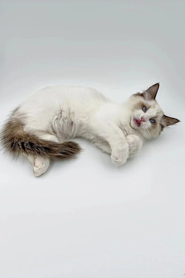 Fluffy white male Ragdoll kitten with dark points lounging cutely on its side