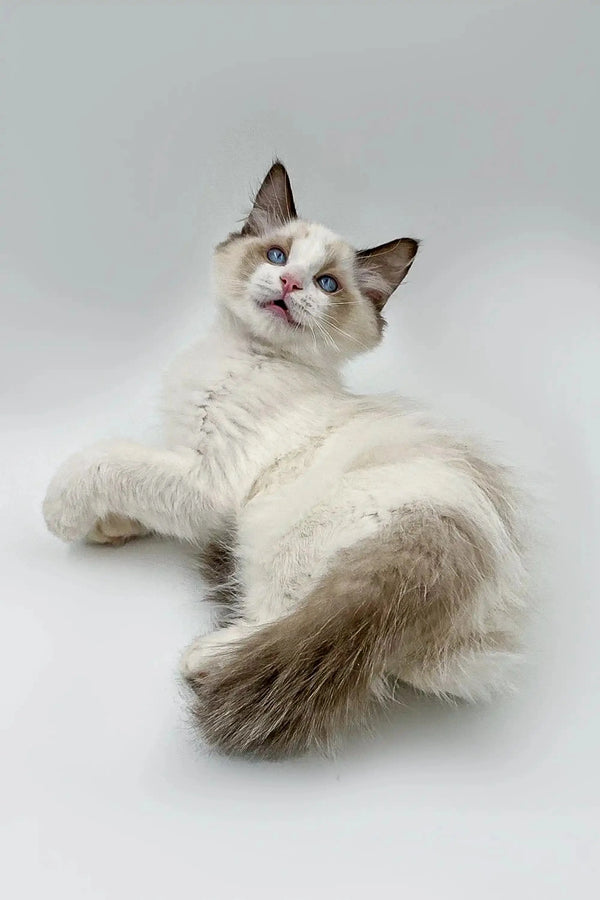 Fluffy male Ragdoll kitten with blue eyes and dark-tipped ears, relaxing on its side