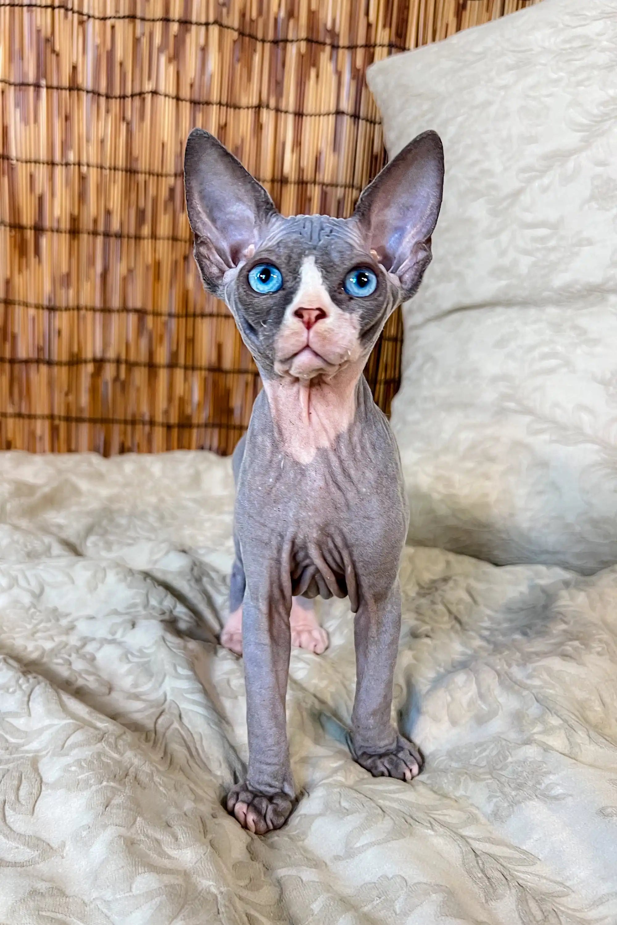 Hairless Sphynx Cats for Sale Phoebe | Canadian Kitten
