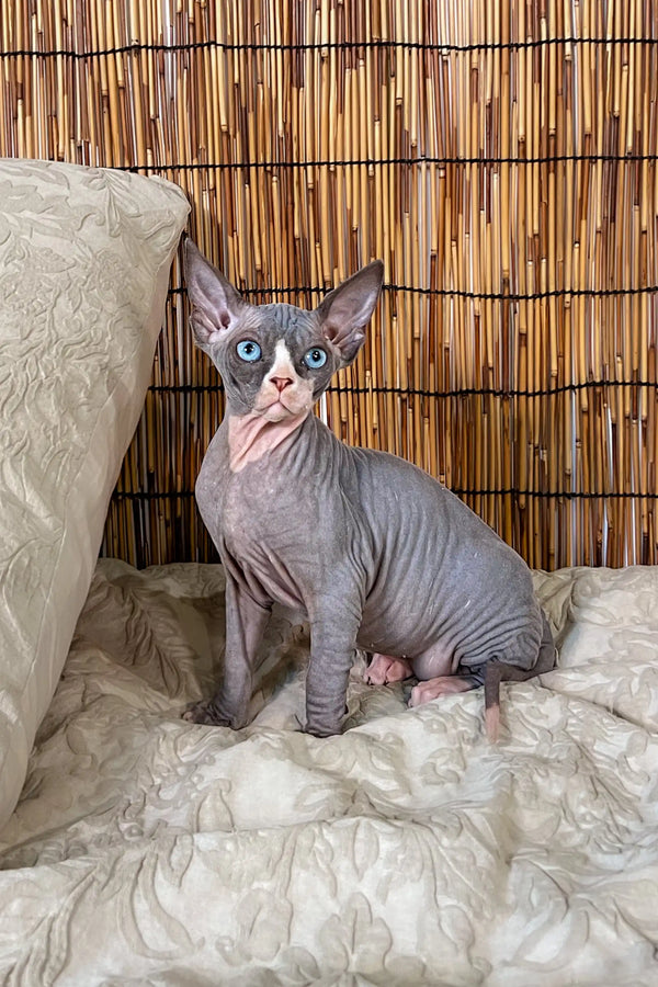 Hairless Sphynx cat with blue eyes on a textured surface, perfect Canadian Sphynx kitten