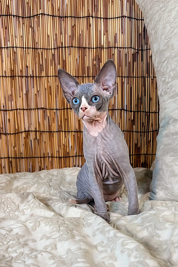 Cute Hairless Sphynx kitten with big ears and blue eyes, perfect Canadian Sphynx buddy