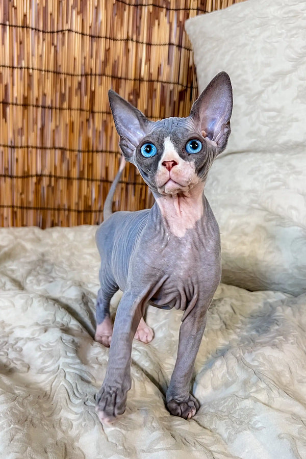 Adorable Hairless Sphynx Kitten Phoebe with big ears and blue eyes, a Canadian Sphynx