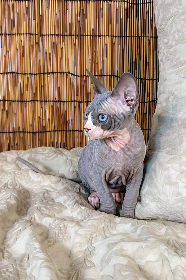 Hairless Canadian Sphynx kitten with blue eyes sitting on soft fabric