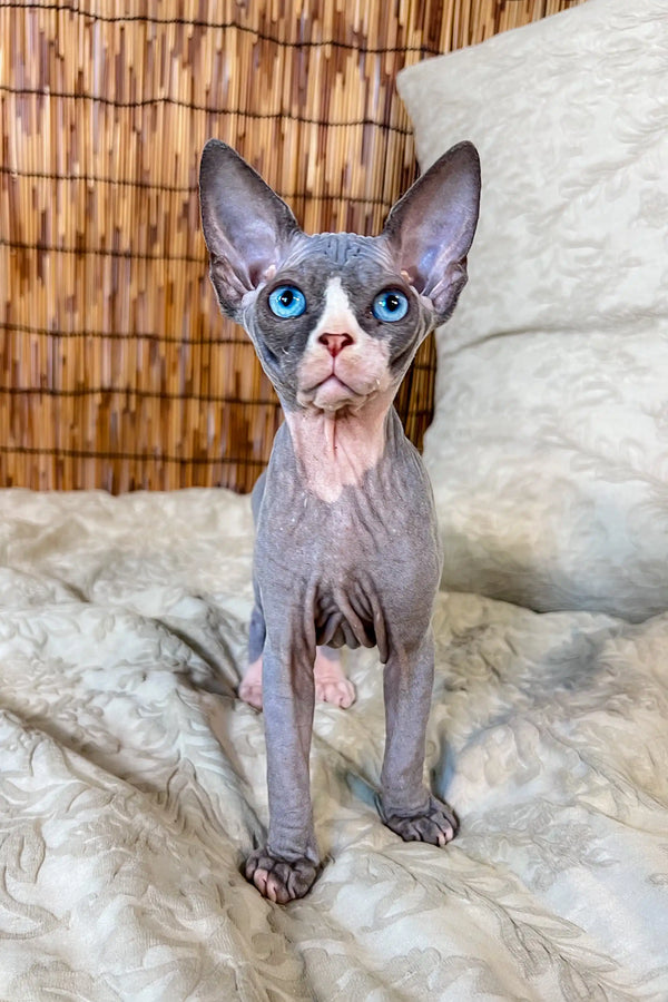 Hairless Canadian Sphynx kitten Phoebe with blue eyes and big ears