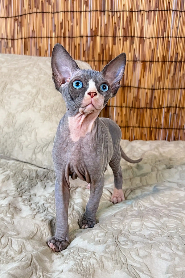 Adorable Canadian Sphynx Kitten with big ears and striking blue eyes
