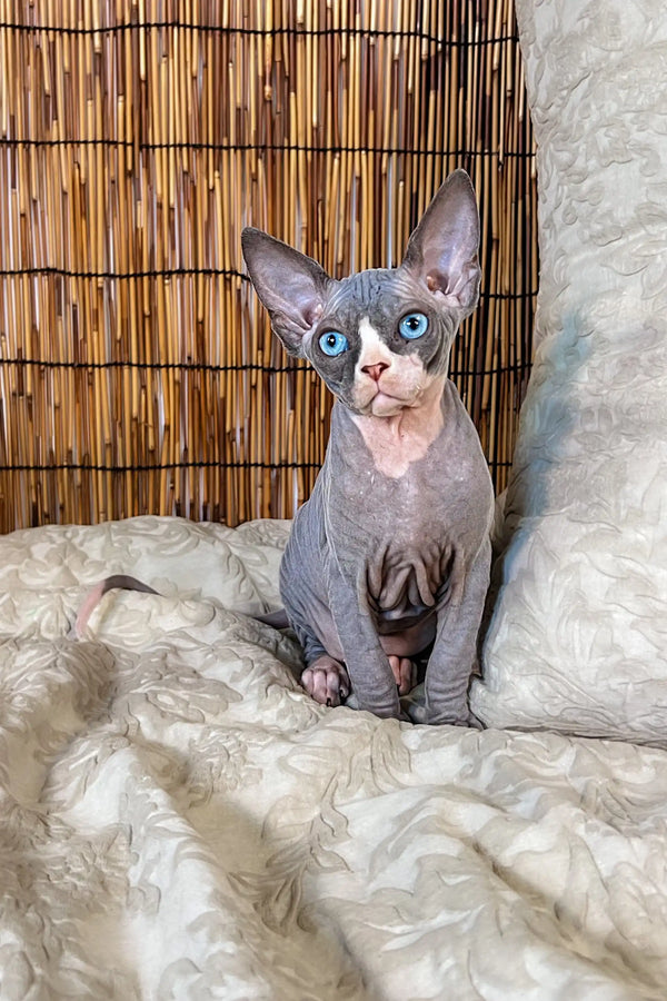 Hairless Canadian Sphynx kitten Phoebe with big ears and striking eyes