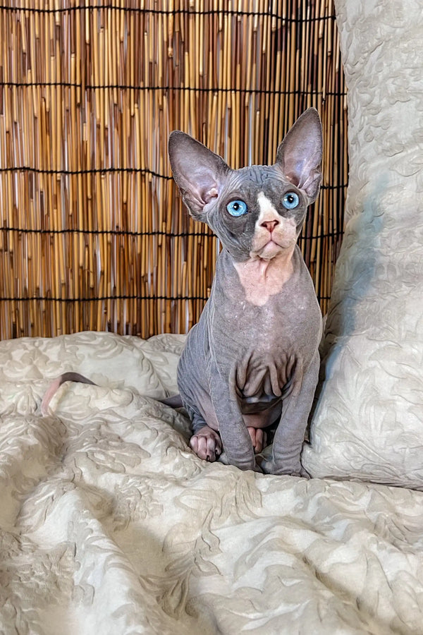 Cute Hairless Sphynx Kitten Phoebe with blue eyes on a fluffy surface