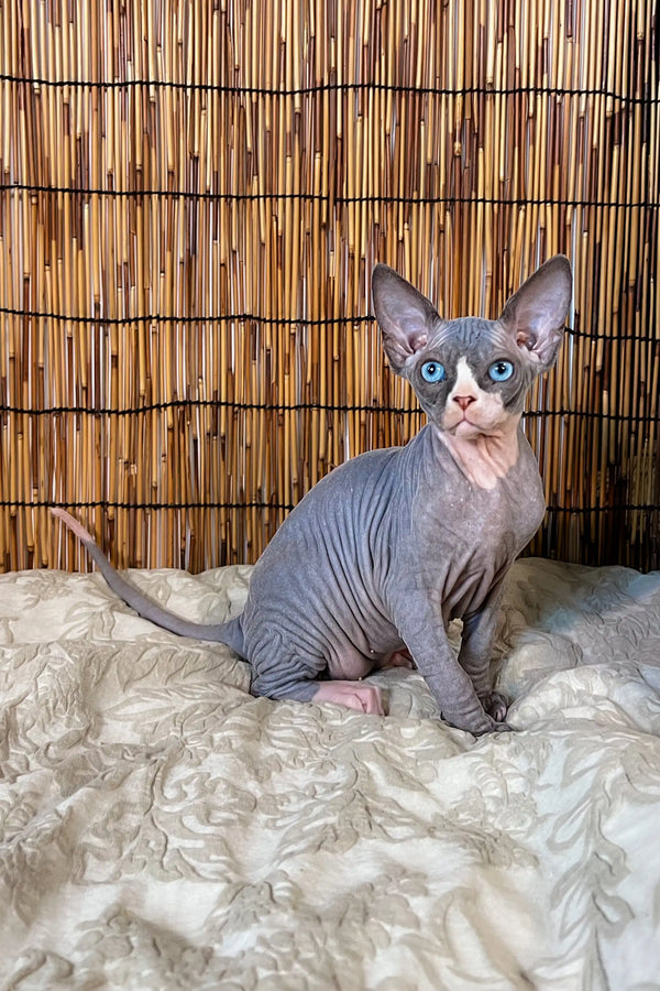 Hairless Canadian Sphynx kitten with blue eyes lounging on a fluffy white surface