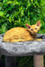 Phoebe | devon rex kitten