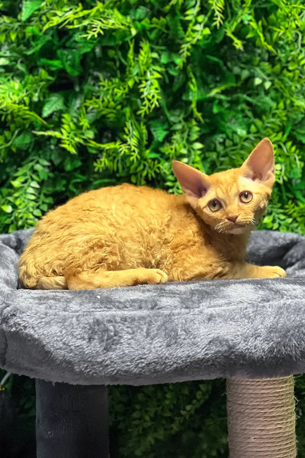 Phoebe | devon rex kitten