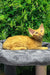 Phoebe | devon rex kitten