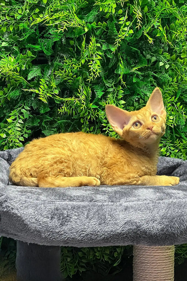 Phoebe | devon rex kitten