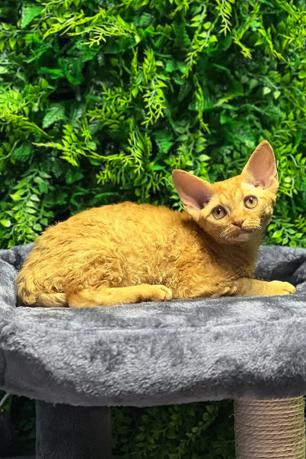 Phoebe | devon rex kitten