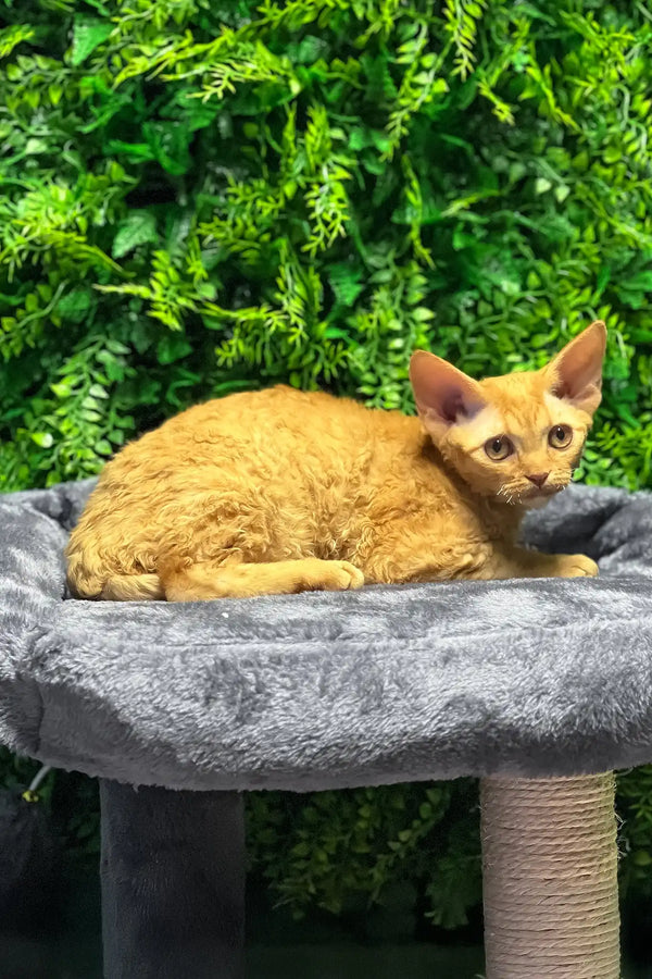 Phoebe | devon rex kitten