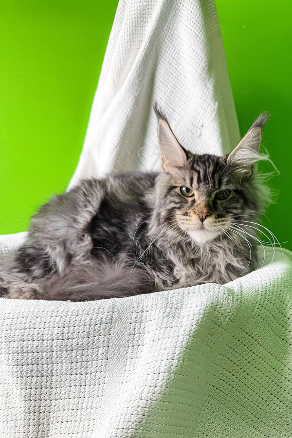 Phoenix | maine coon kitten