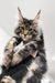 Phoenix | maine coon kitten