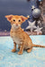 Orange tabby Oriental Shorthair kitten named Phoenix lounging cutely