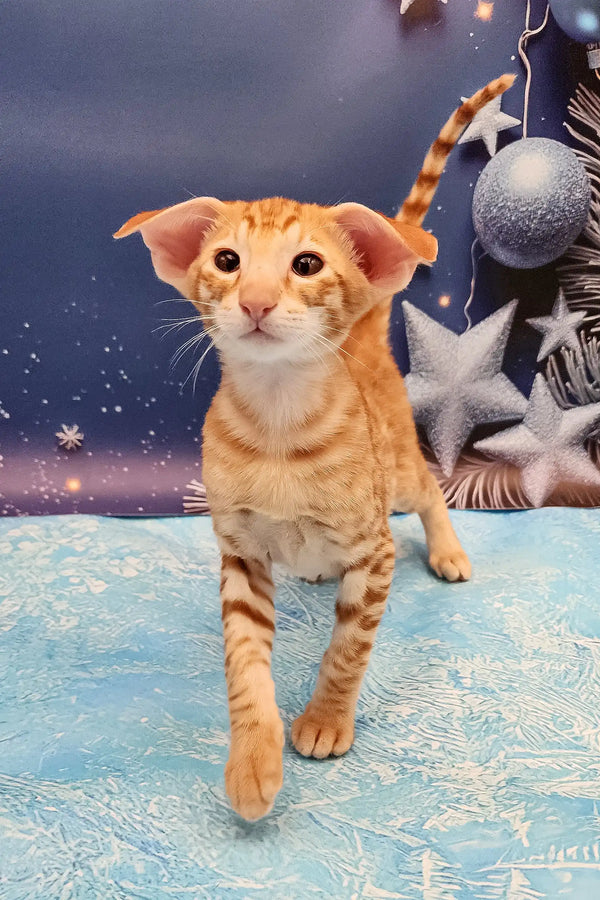 Orange tabby Oriental Shorthair kitten named Phoenix looking cute and playful