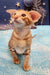 Cute Orange Tabby Oriental Shorthair Kitten named Phoenix for sale