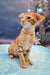 Orange tabby Oriental Shorthair kitten named Phoenix looking playful and adorable