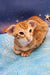 Orange Tabby Oriental Cat in the Phoenix | Oriental Shorthair Kitten product