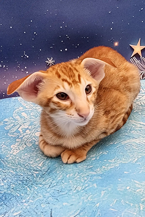 Orange Tabby Oriental Cat in the Phoenix | Oriental Shorthair Kitten product