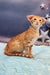 Orange Tabby Oriental Shorthair Kitten named Phoenix, showcasing playful cuteness