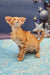 Cute orange tabby Oriental Shorthair kitten named Phoenix looking playful and adorable