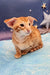 Cute Orange Tabby Oriental Shorthair Kitten named Phoenix ready to play and snuggle