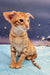 Orange Tabby Oriental Shorthair Kitten named Phoenix looking adorable and playful