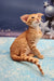 Cute Orange Tabby Oriental Shorthair Kitten named Phoenix ready for a new home