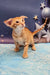 Cute Orange Tabby Oriental Shorthair Kitten from the Phoenix product line